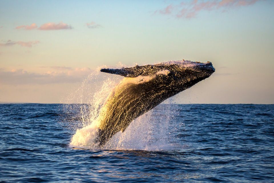 Maui: Eco-Friendly Whale Watching Tour From Ma'alaea Harbor - Key Points