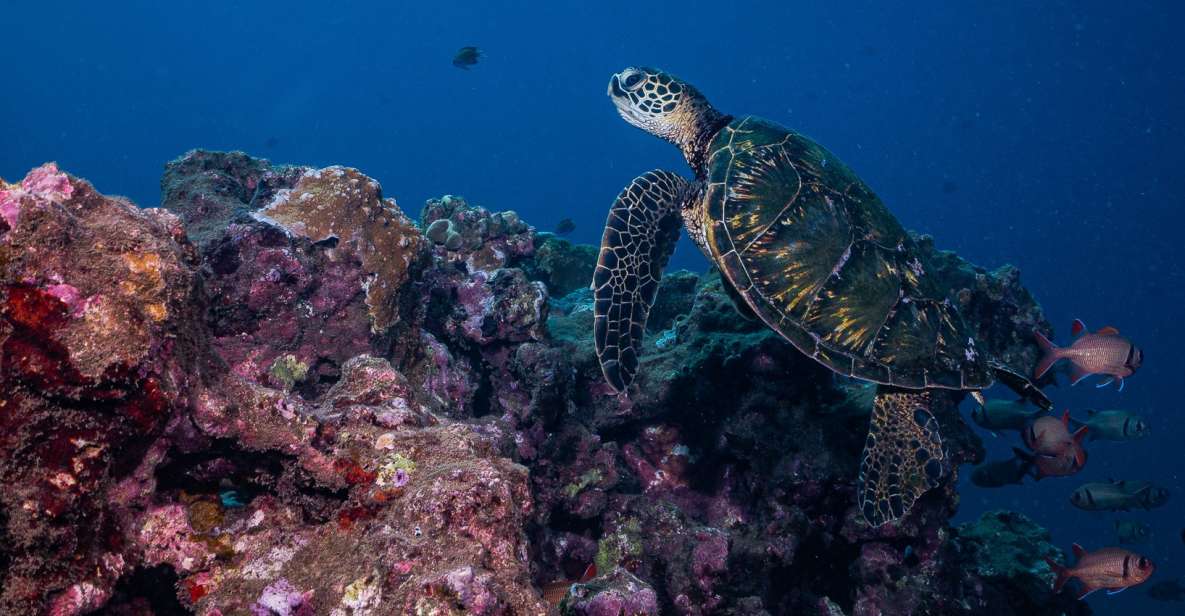 Maui: Small Group Shark and Turtle Dive for Certified Divers - Key Points