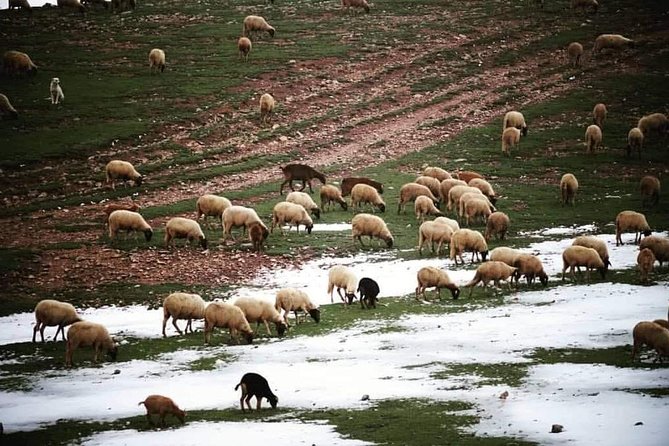 Middle Atlas Mountain Day Trip From Fez - Key Points