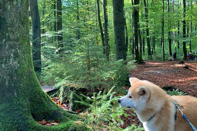 Mindful Forest Bathing With a Picnic Accompanied by an Akita - Key Points