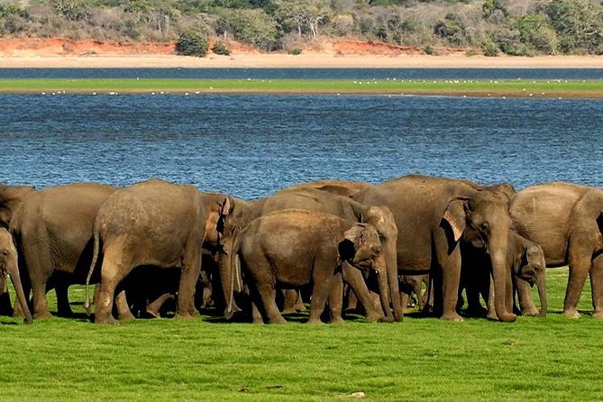 Minneriya Elephant Safari Wth Sigiriya Lion Rock From Colombo - Key Points