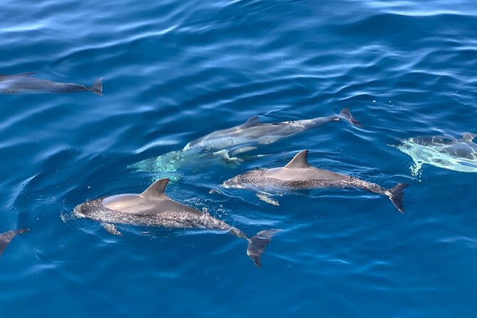 Mogan Small-Group Dolphin-Watching Tour With Lunch  – Gran Canaria