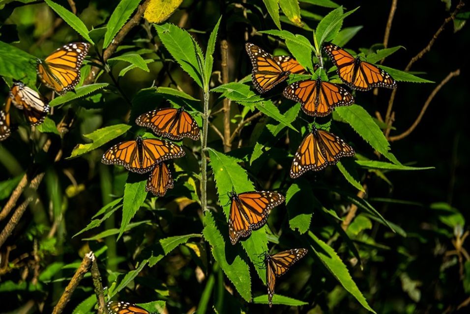 Monarch Butterfly Sanctuary Tour - Key Points
