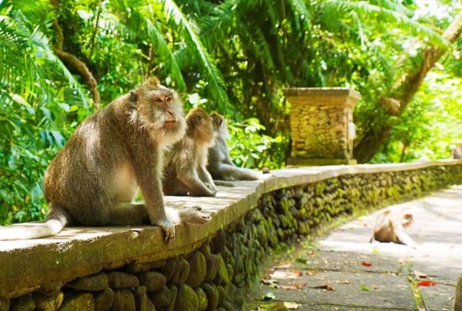 Monkey Forest, Rice Terrace, Water Temple,& Waterfall Tour - Key Points