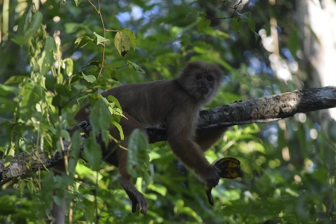 Monkey Island , Kayak , Canopy Bridge and Zipline - Key Points