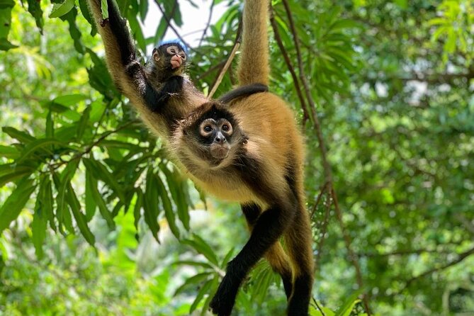 Monkey Sanctuary Reserve Kayaking at Bahía De Jiquilisco Lunch Included - Key Points