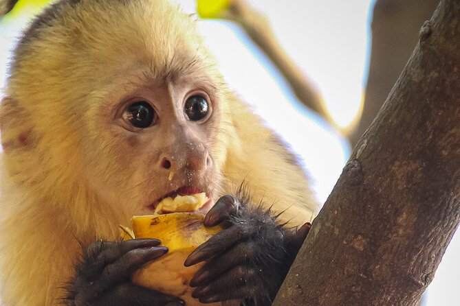 Monkey Tour From Jaco and Crocodile Bridge With Typical Breakfast - Monkey Tour Overview