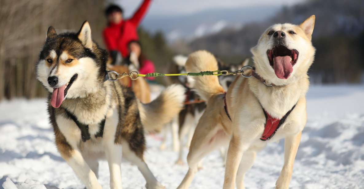 Mont-Tremblant: Dogsledding Experience - Key Points