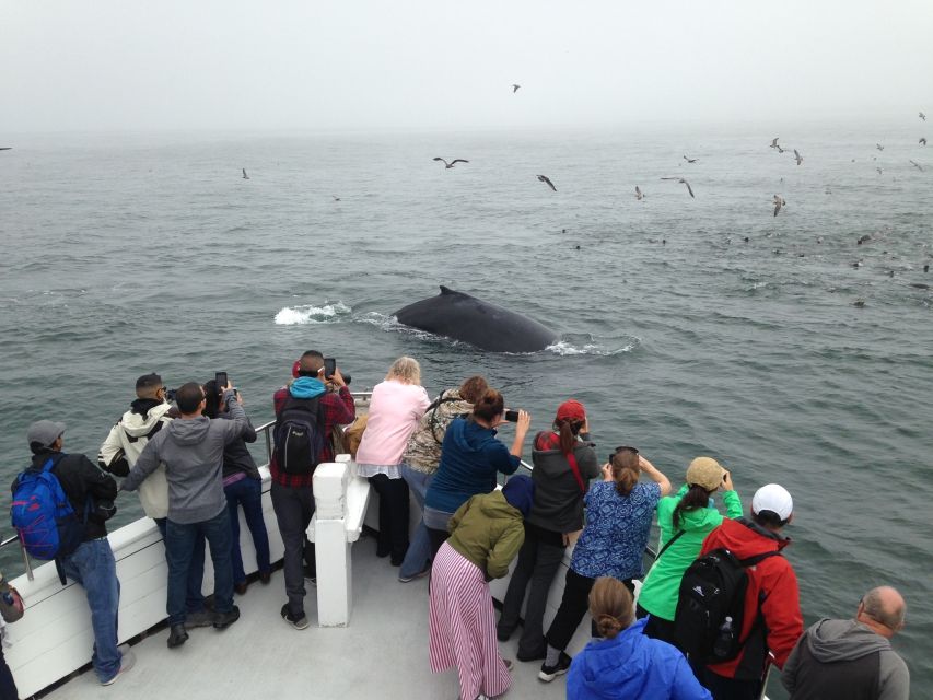 Monterey: Whale Watching Cruise - Key Points