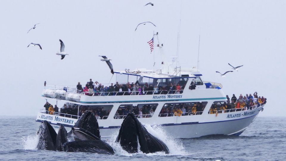 Monterey: Whale Watching Tour With a Marine Guide - Key Points