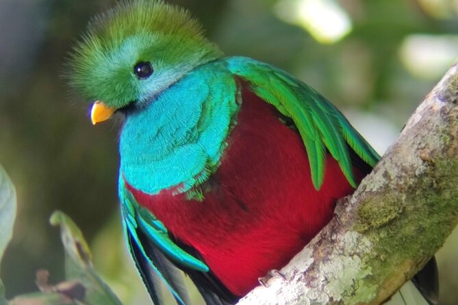 Monteverde Cloud Forest Biological Reserve Birdwatching Tour - Key Points