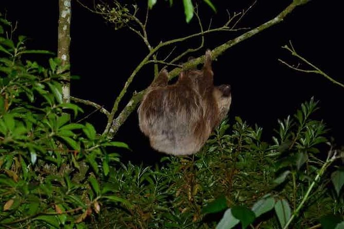 Monteverde Cloud Forest Night Walk - Key Points