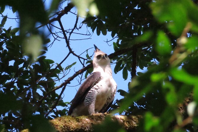 Monteverde Small-Group Halfday Birdwatching Tour - Key Points