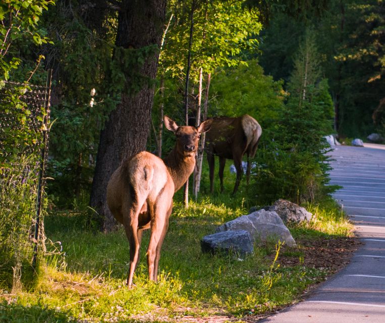 Moraine Lake and Lake Louise Half Day Tour - Key Points