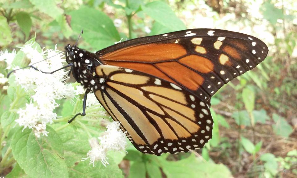Morelia: Monarch Butterfly Tour - Key Points
