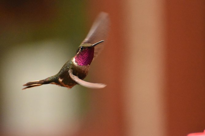 Morning Birdwatching Experience - Booking Details