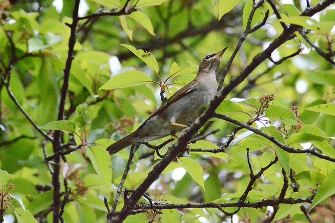 Mount Doi Inthanon Hiking & Bird Watching - Key Points