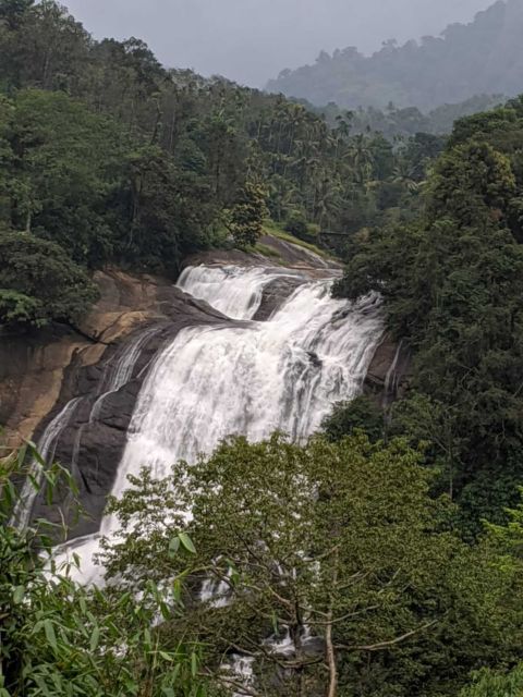 Munnar Tea Trek Elephant Land Safari - Experience the Tea Garden Walk