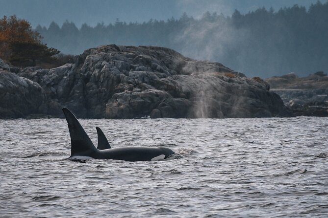 Nanaimo Whale Watching in a Semi-Covered Boat - Key Points