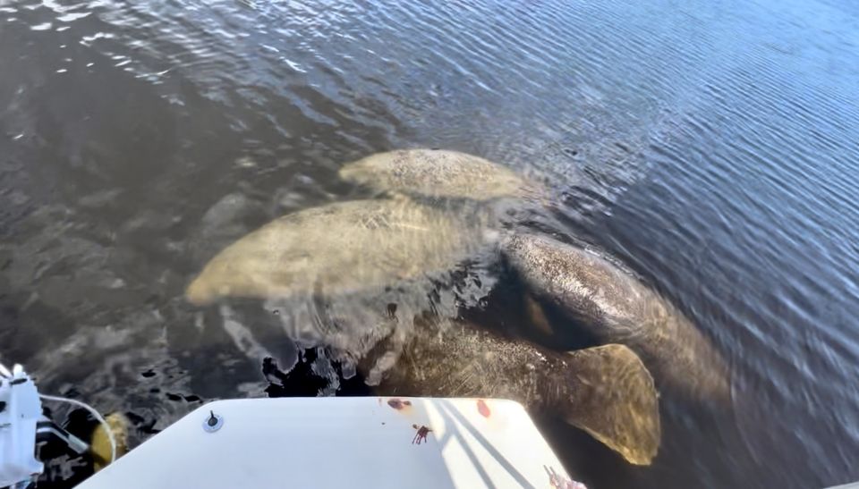 Naples, FL: Manatee and Dolphin Cruise to 10,000 Islands - Key Points