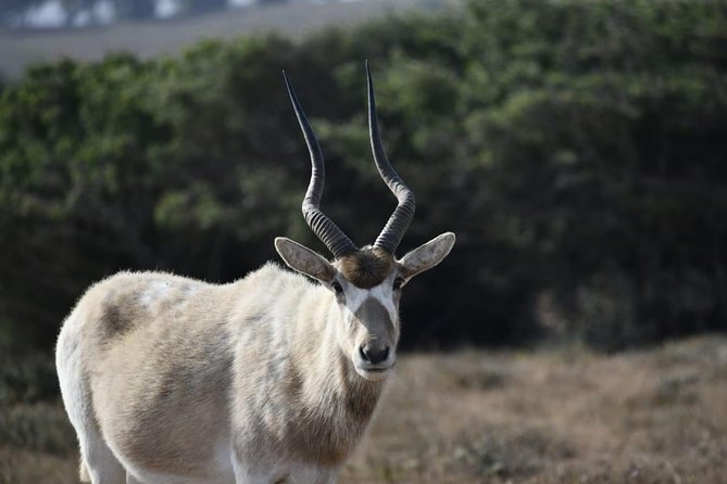 National Park Visit Souss Massa (Endangered Animals) - Key Points