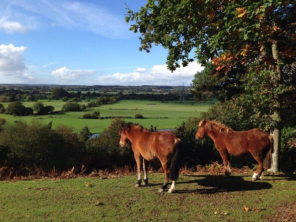 New Forest Tour App, Hidden Gems Game and Big Britain Quiz (7 Day Pass) UK - Key Points