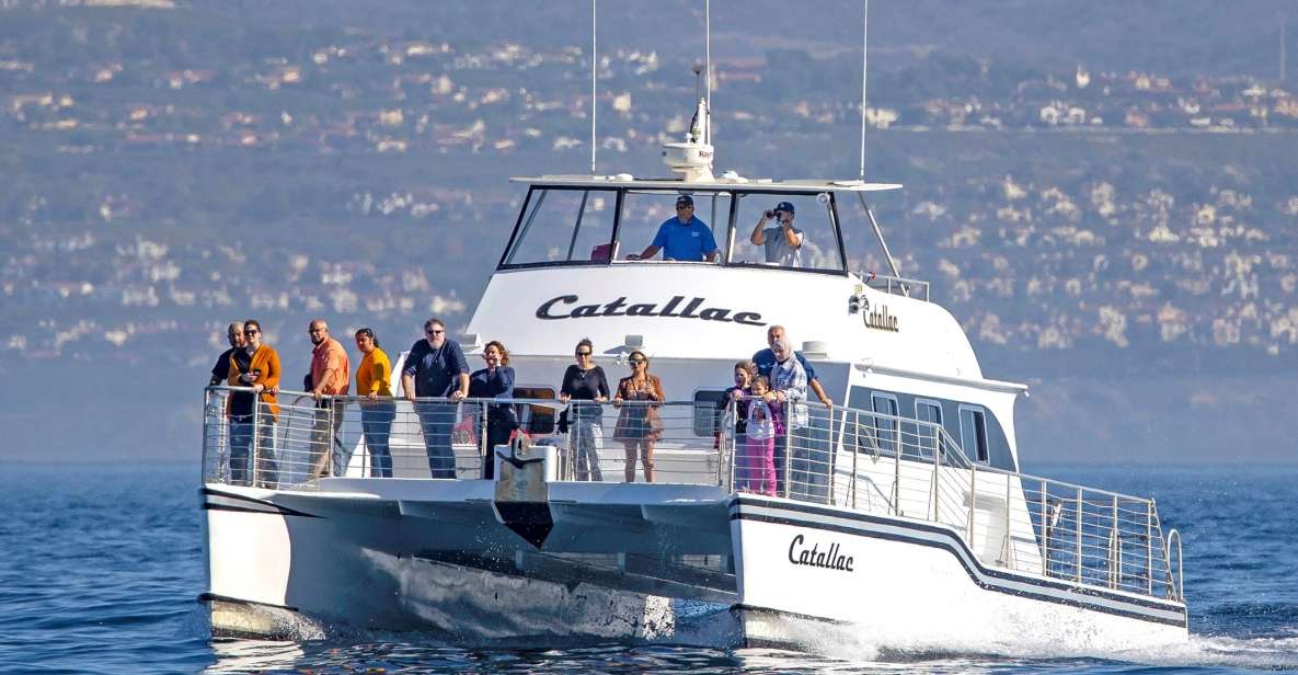 Newport Beach: Luxury Whale Watching Catamaran Cruise - Key Points
