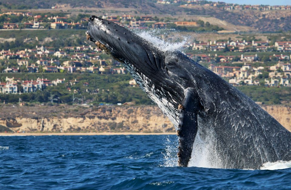 Newport Beach: Ultimate Whale Watching Adventure - Key Points