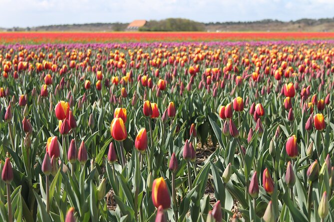 Noord Hollands Private Tulip Tour - Key Points