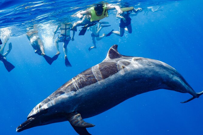 Oahu: 3 Hour Dolphin Swim and Snorkeling Speedboat Tour - Key Points