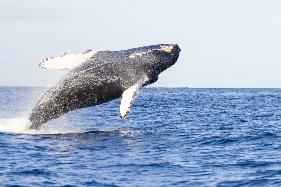 Oahu: Eco-Friendly West Coast Whale Watching Cruise - Key Points