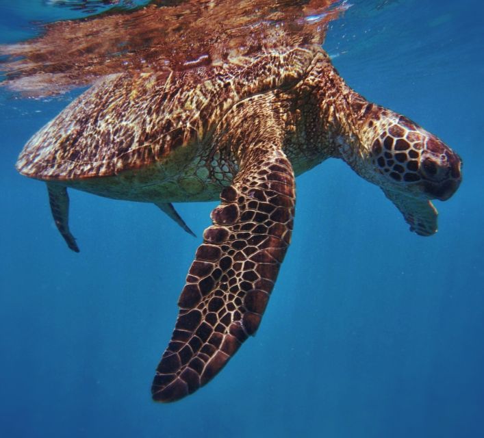 Oahu: Turtle Canyon Snorkeling Boat Tour - Key Points