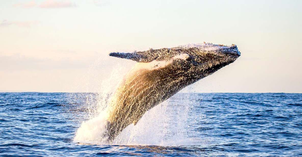 Oahu: Waikiki Eco-Friendly Morning Whale Watching Cruise - Key Points