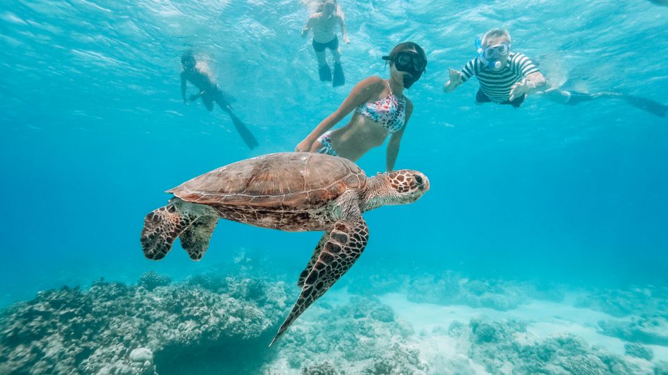 Oahu: Waikiki Turtle Snorkeling Adventure - Key Points