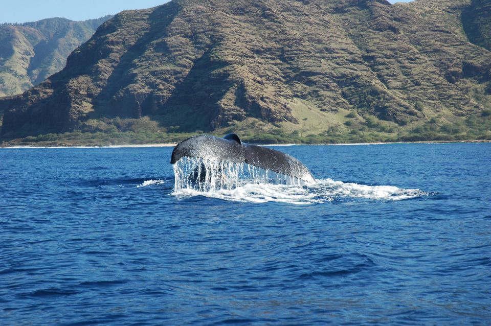 Oahu: Waikiki Whale Watching Tour-Donut and Coffee Included - Key Points