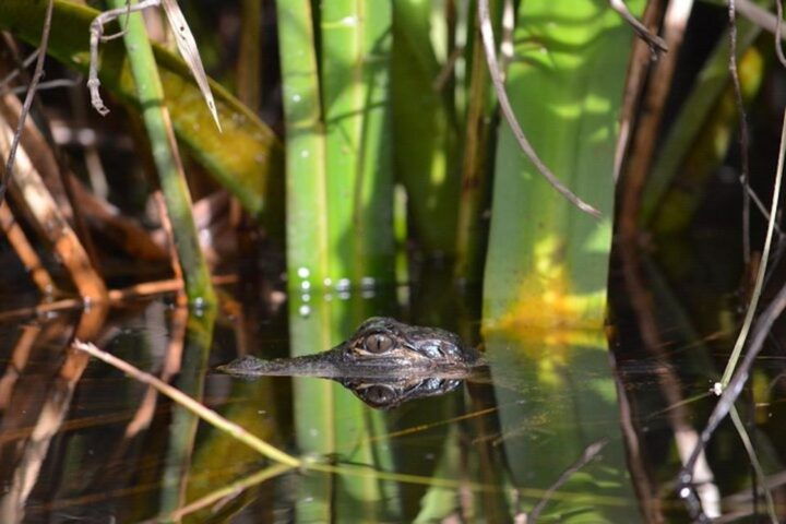 Ochopee: Half-Day Mangrove Tunnel Kayak Tour - Key Points