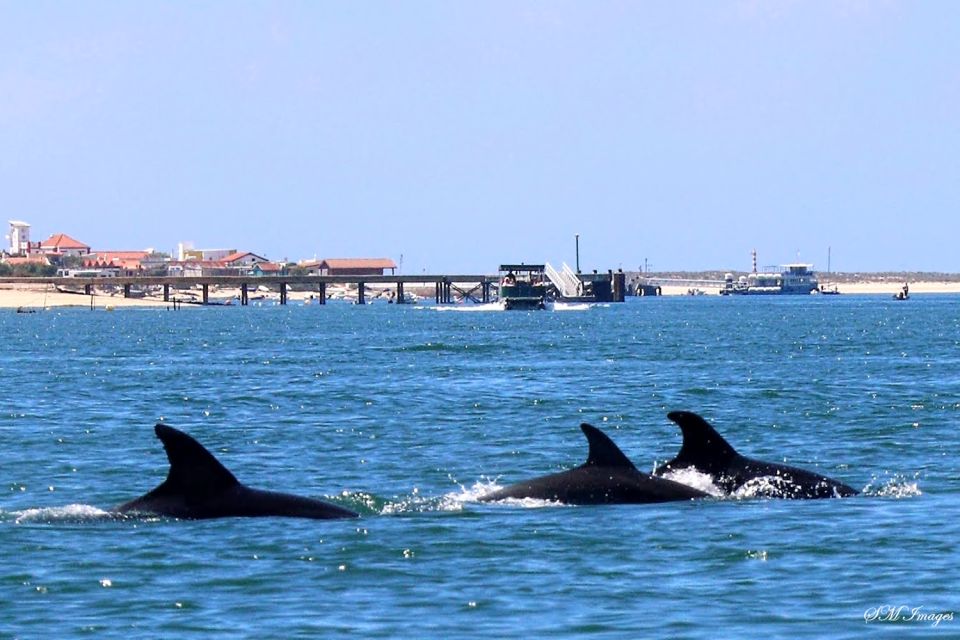 Olhão: Dolphin and Wildlife Watching Boat Tour - Key Points