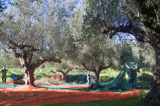 Olive Harvesting in Eastern Mani - Key Points
