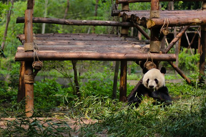 One Day Giant Panda Leisure Private Tour in Chengdu - Tour Highlights