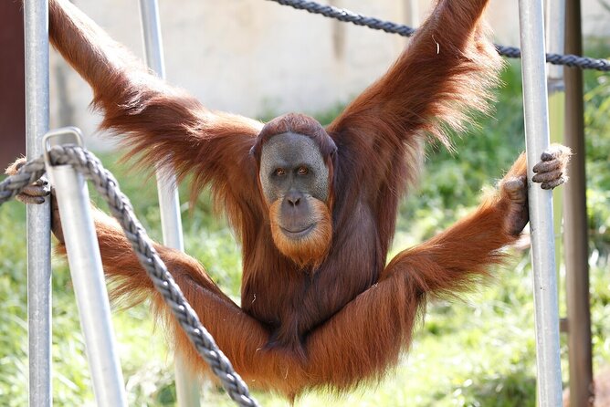 Orangutan Experience at Melbourne Zoo - Excl. Entry - Key Points
