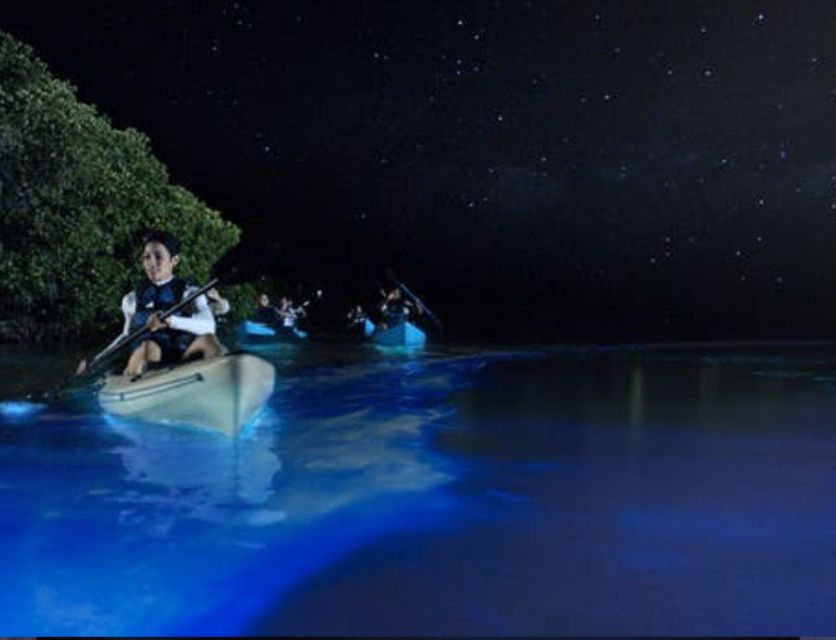 Orlando: Bioluminescence Clear Kayak Or Paddleboard Tour - Key Points