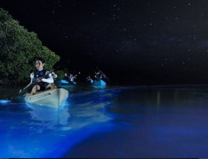 Orlando: Bioluminescence Clear Kayak Or Paddleboard Tour - Key Points