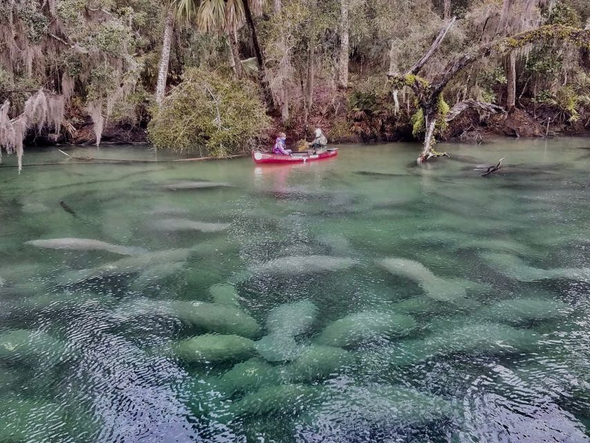 Orlando: Kayaking Tour With Manatee Encounter - Key Points