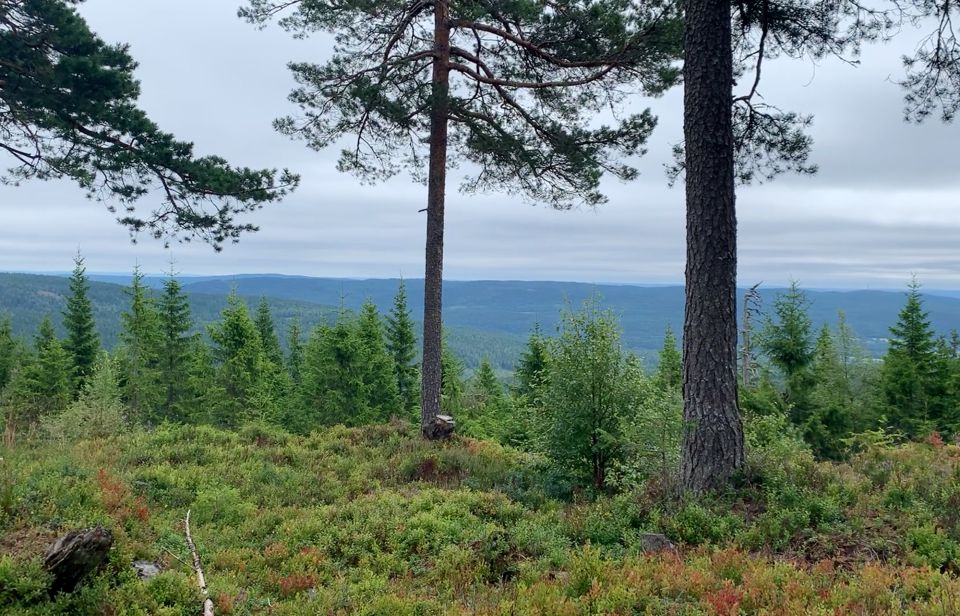Oslo: Skjennungstoppen Wildlife Forest Hiking Tour - Key Points