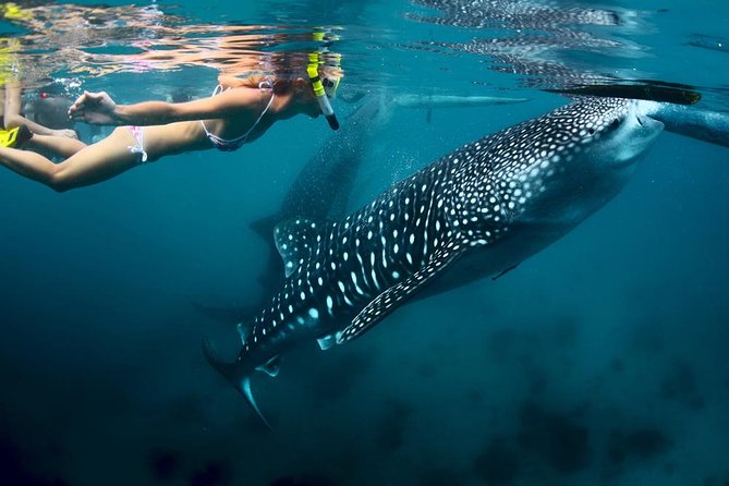 Oslob Whale Shark and Sumilon Day Tour - Booking and Pricing Information