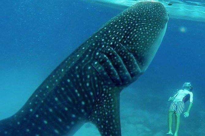 Oslob Whale Shark Watching Canyoneering Adventure Tour - Tour Overview