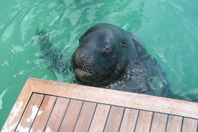 Otago Harbour Wildlife Cruise (Dunedin Shore Excursion) - Key Points