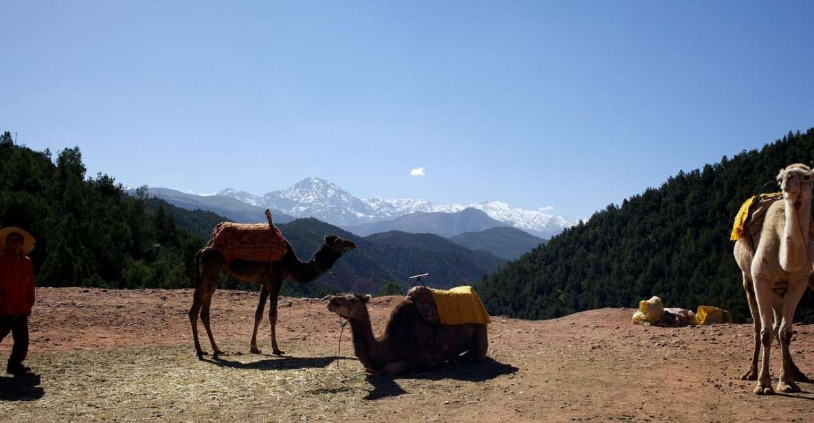 Ourika Valley & Atlas Mountains Full-Day Tour & Lunch - Key Points