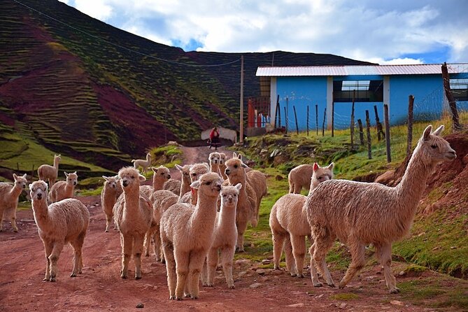 Palccoyo Rainbow Mountain From Cusco With Transfers and Lunch - Key Points