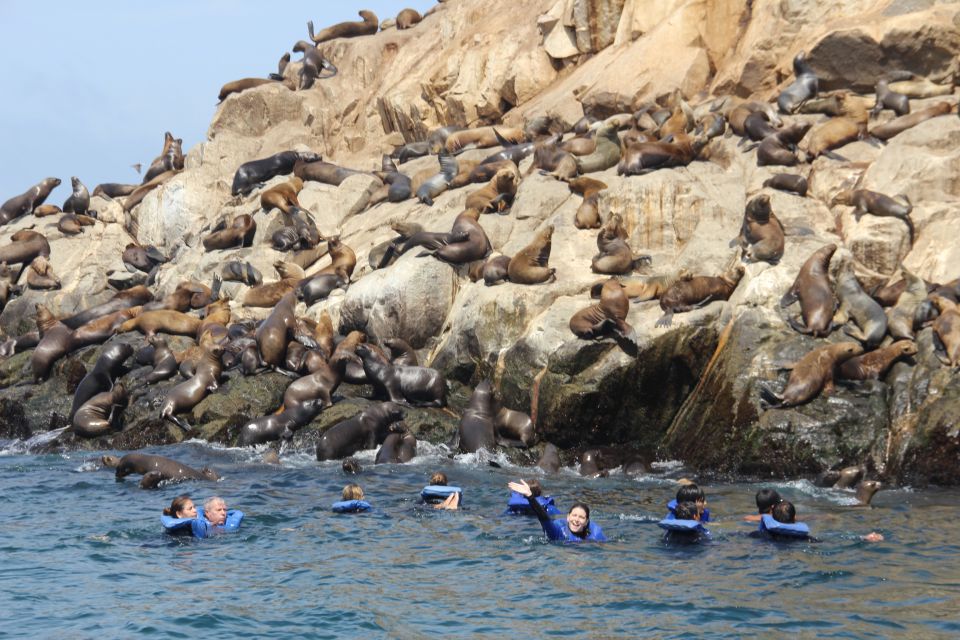 Palomino Islands: Swim With Sea Lions in the Pacific Ocean - Key Points